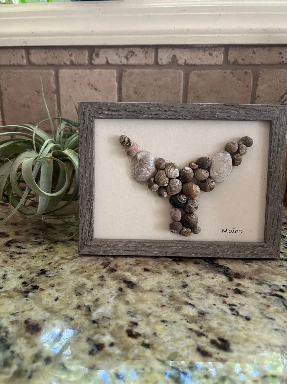 Coastal Maine Shell Whale Tail Frame – Gray 5x7